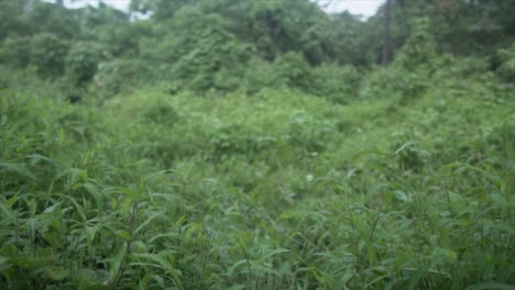 Abundant-greenery,-focused-left-plants,-and-a-graceful-lateral-shift-create-a-serene-countryside-scene