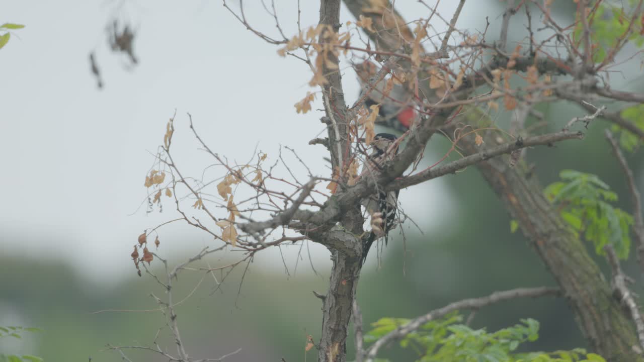 A Pair Of Woodpecker Birds Perching On A Dried Small Tree. Selective Focus Shot