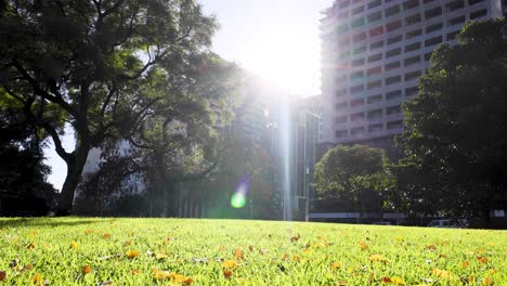 sunlight illuminating a garden with falling leaves