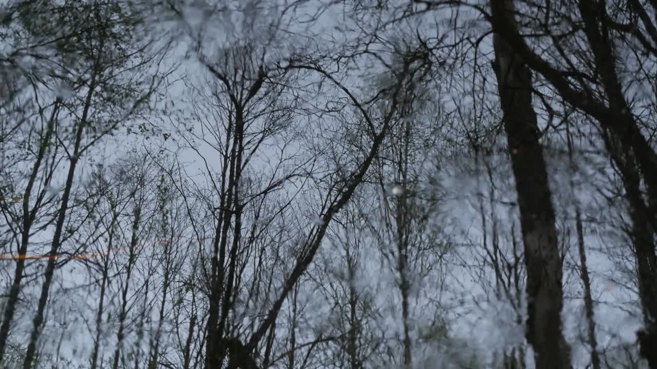 Forest reflection. Circles on the water. Loop