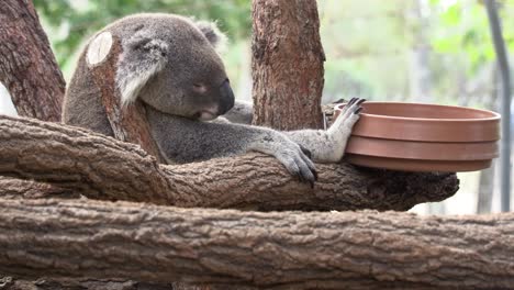 australian koala sleeping in a tree in captivity