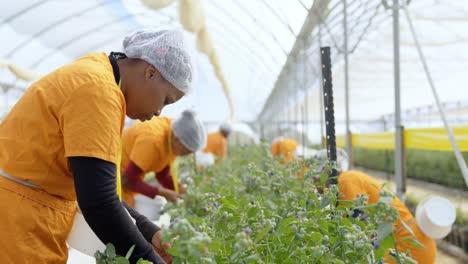 trabajadores recogiendo arándanos en la granja de arándanos 4k