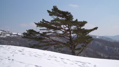 冬天在韓國平昌山頂的風吹松樹