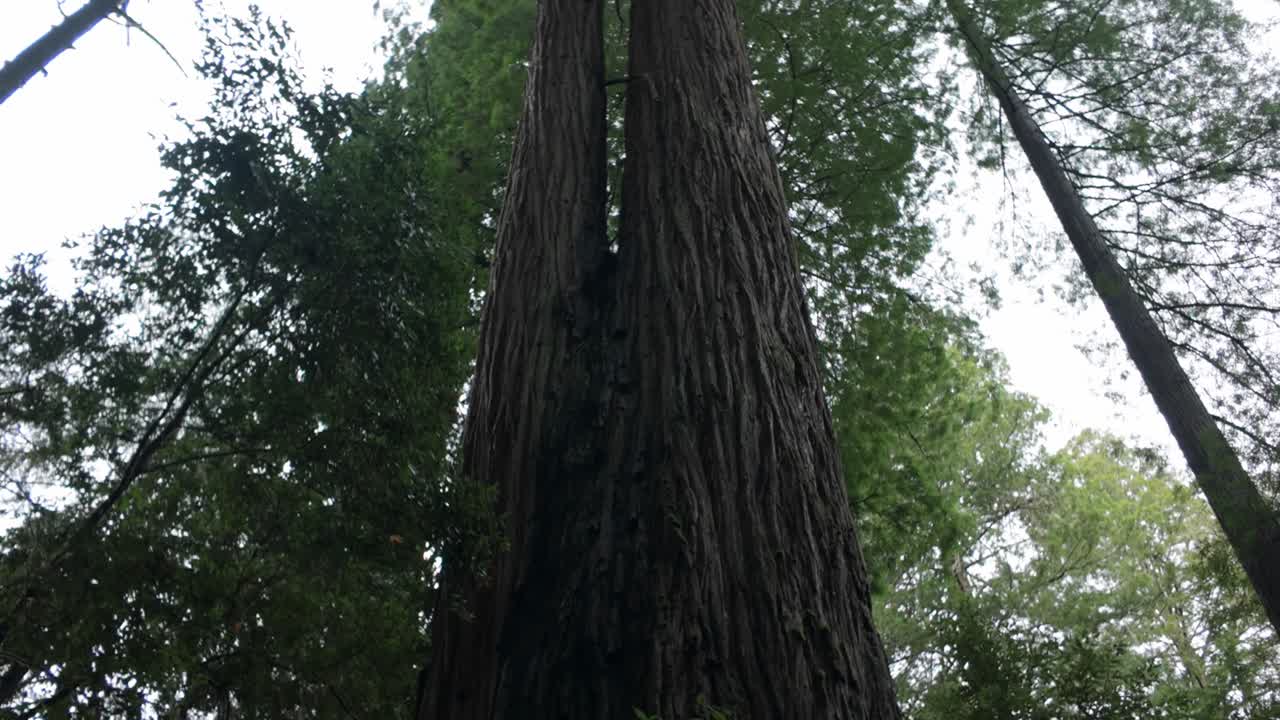 Gimbal booming up shot of two towering redwood trees growing out of each other in the rainforest near Crescent City, California. 4K