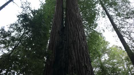 gimbal booming up shot of two towering redwood trees growing out of each other in the rainforest near crescent city, california. 4k