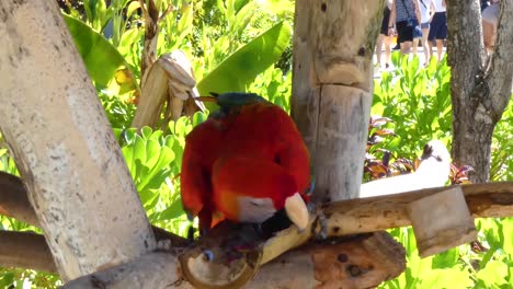 guacamayo rojo y verde, ara chloropterus, que se alimenta en la bahía de taino, puerto plata, república dominicana