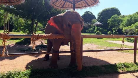 un elefante en un santuario esperando evidentemente algunos plátanos