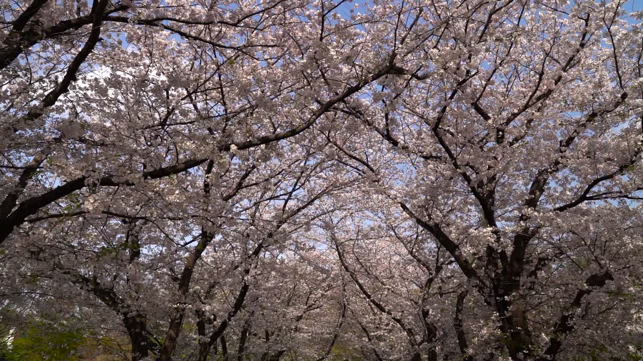 Lo scenario mozzafiato del tunnel di sakura con ciliegi in fiore rosa in Giappone - inquadratura ampia