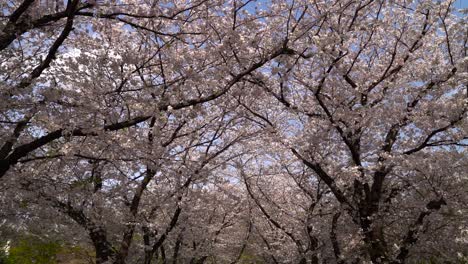 el impresionante paisaje del túnel de sakura con flores de cerezo rosas en japón - plano general