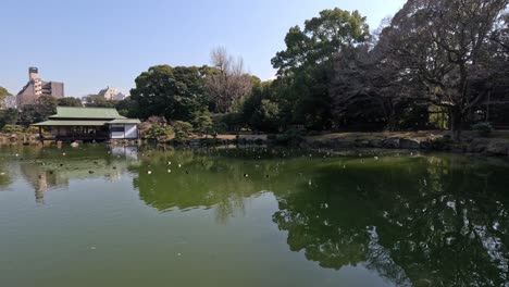 peaceful water surrounded by trees and city buildings