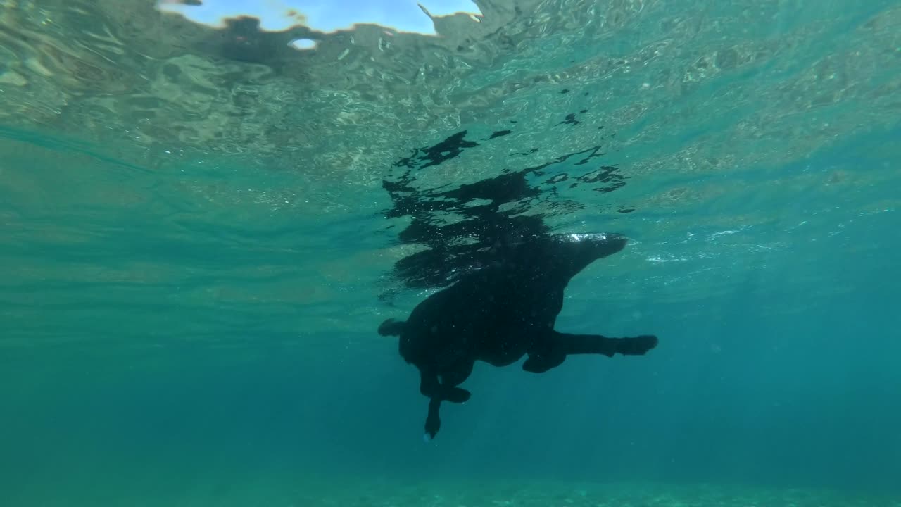 검은 개는 물 표면에서 수영합니다. 수중, 4k-60fps. 은 바다, dahab, 이집트.