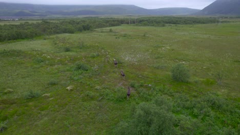 flying over three moose bull in a open landscape in northern scandinavia