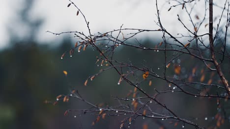 A-close-up-shot-of-the-catkins-of-the-birch-tree