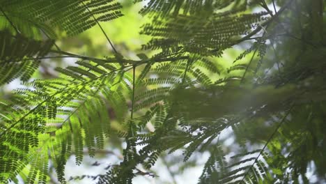 La-Luz-Del-Sol-Brilla-Sobre-Las-Hojas-Verdes-Que-Se-Balancean