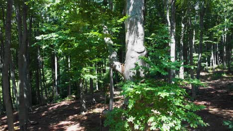 Drone-shot-rise-up-facing-beech-tree-in-summer-forest-1