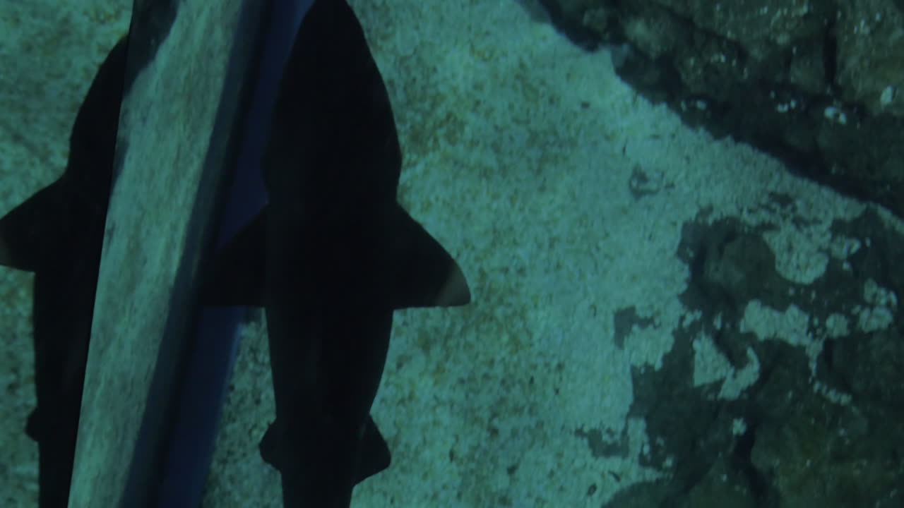 pequeño tiburón nadando bajo el suelo de vidrio en el oceanario