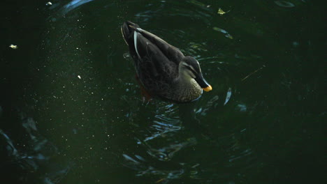 chinese spot-billed duck - eastern spot-billed duck in the water