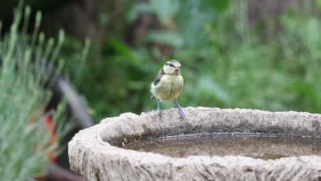 Junge-Blaumeise-Cyanistes-Caeruleus,-Die-Aus-Dem-Gartenvogelbad-Trinkt