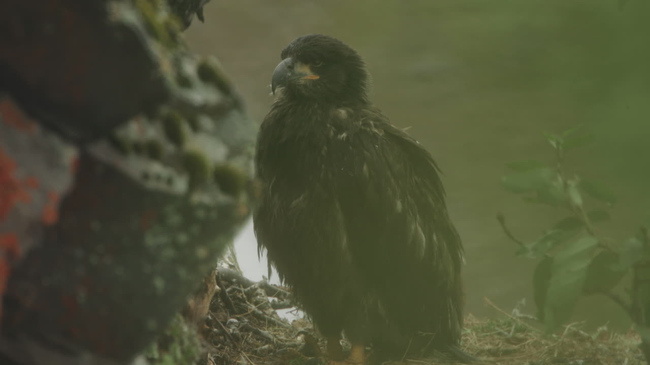 Baby eagle in its nest in the pouring rain in Alaska. The eagle is a baled head eagle