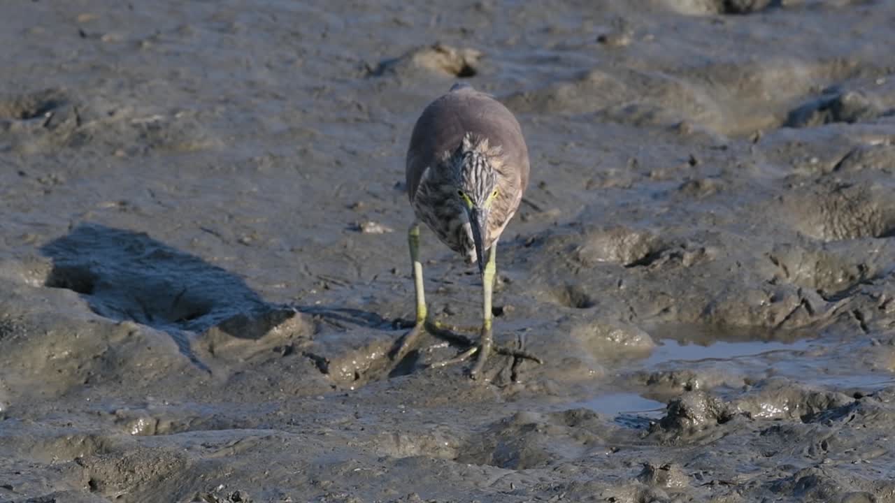 una de las garzas de estanque encontradas en tailandia que muestran diferentes plumajes según la temporada