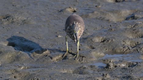 Una-De-Las-Garzas-De-Estanque-Encontradas-En-Tailandia-Que-Muestran-Diferentes-Plumajes-Según-La-Temporada