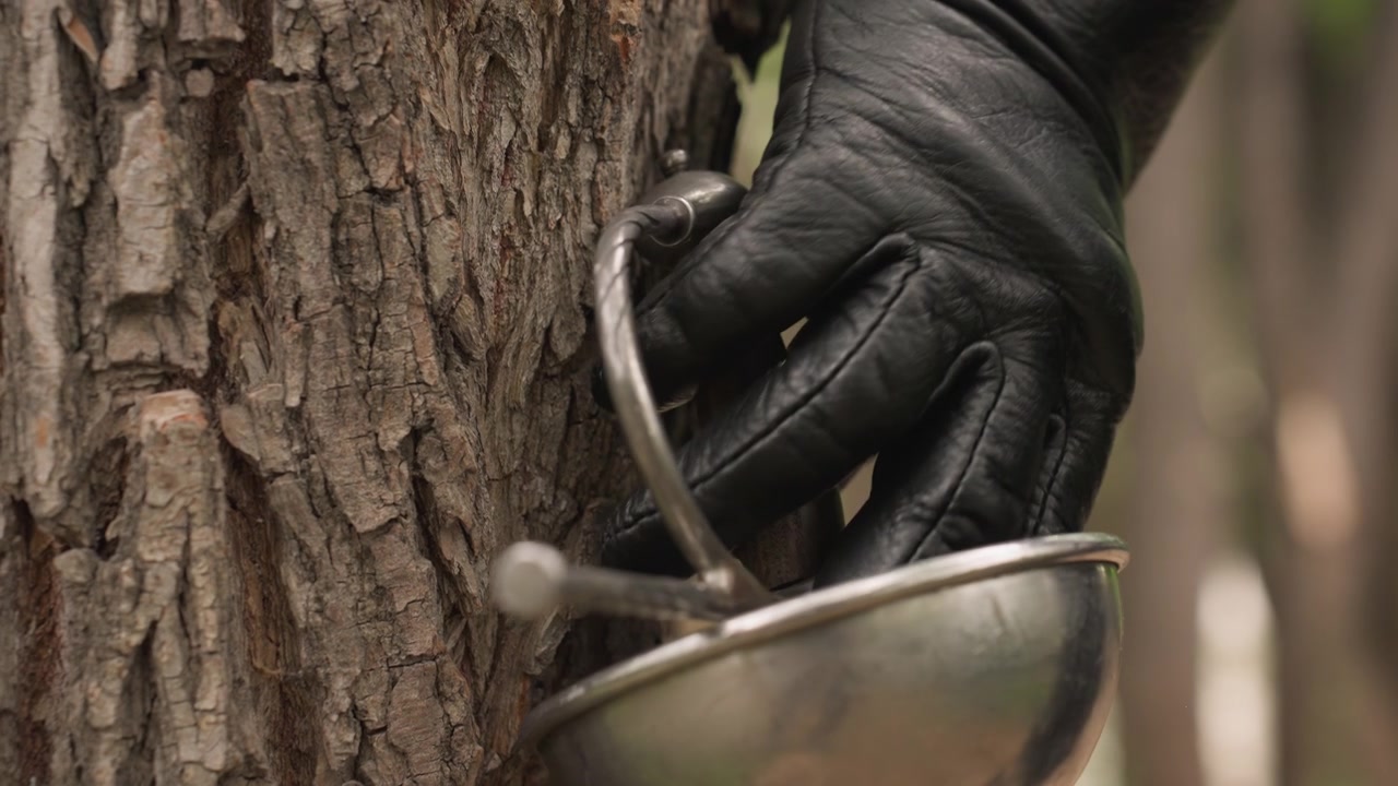 Primo piano di corteccia d'albero con linfa che scorre in un secchio di metallo. Una persona con abiti scuri e guanti neri è visibile fuori fuoco, indicando la sua presenza durante la raccolta della linfa d'acero. La scena presenta...