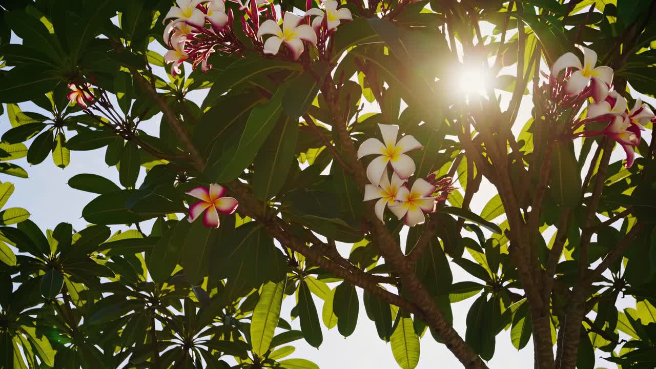 Albero di plumeria illuminato dal sole, ripreso da una bassa angolazione, con la luce solare intensa che filtra attraverso le foglie