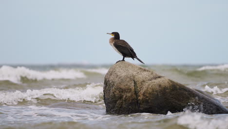 great cormorant black shag bird or kawau poo or excrements perched on big boulder sticking out of sea while waves crashing in slow motion