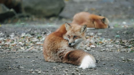 view of foxes grooming and sleeping on the ground