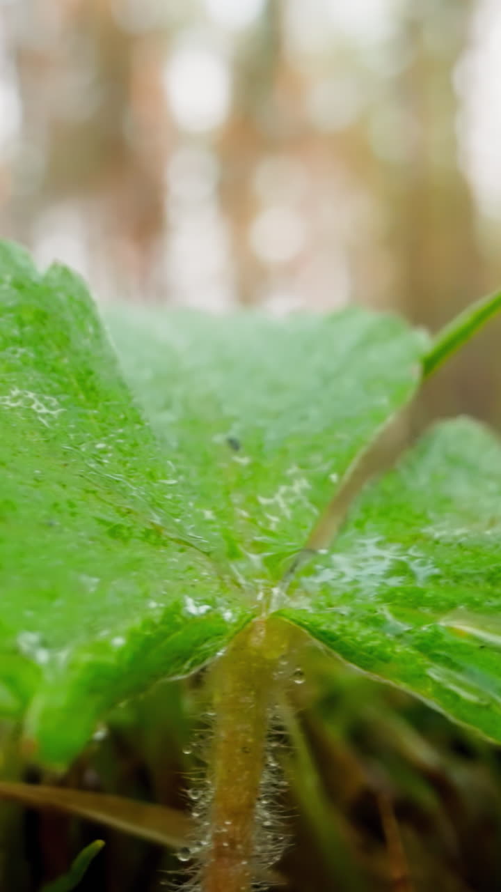 Wild strawberry bush at edge of forest near green and yellow stem blades of grass. Dew drops glisten in sunlight on broad leaf on blurred background