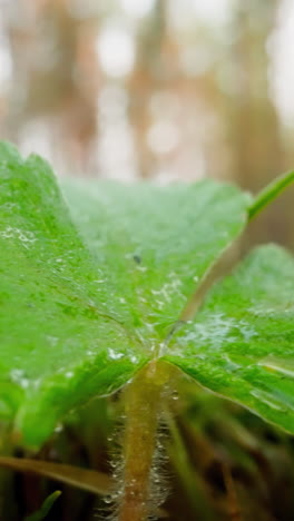 wild strawberry bush at edge of forest near green and yellow stem blades of grass. dew drops glisten in sunlight on broad leaf on blurred background