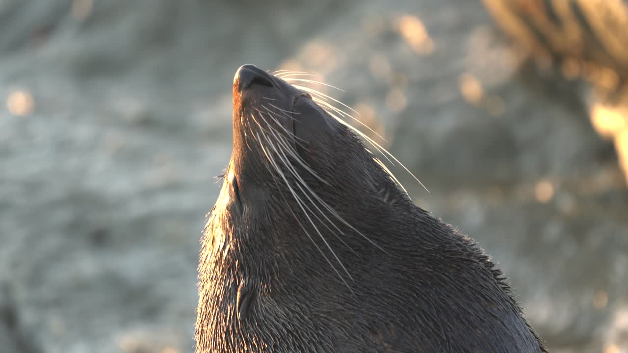 햇볕에 말리면서 증기가 나오는 뉴질랜드 물개를 닫습니다