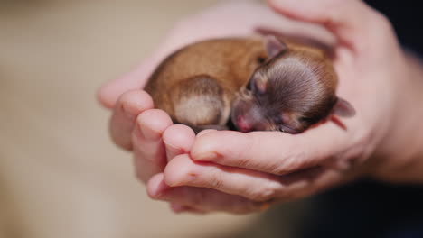 hombre sosteniendo cachorro recién nacido 04