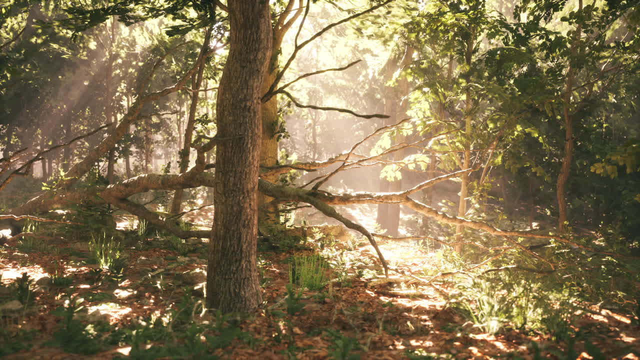 солнечный свет проходит через деревья в спокойном лесу в дневное время