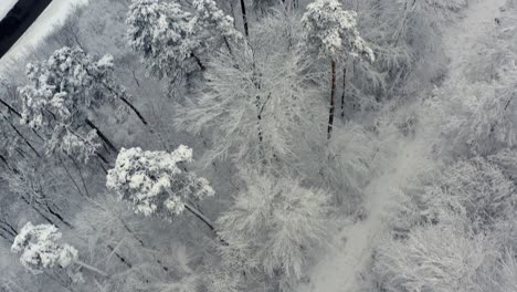 winter look up shot - from a top view at snow covered trees up to a white powder city - 90 degrees upswing