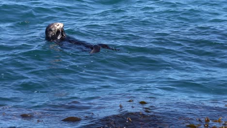 Sea-otter-eating-shellfish-in-4K