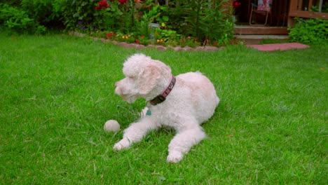 Tired-dog-resting-on-green-grass-after-playing-with-ball.-Poodle-dog-lying-down