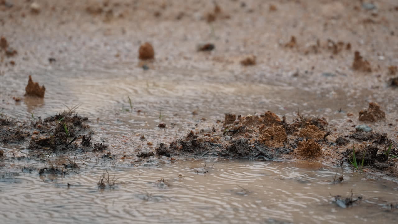 Slow motion of rain with multiple splashes and bubbles on wet asphalt surface