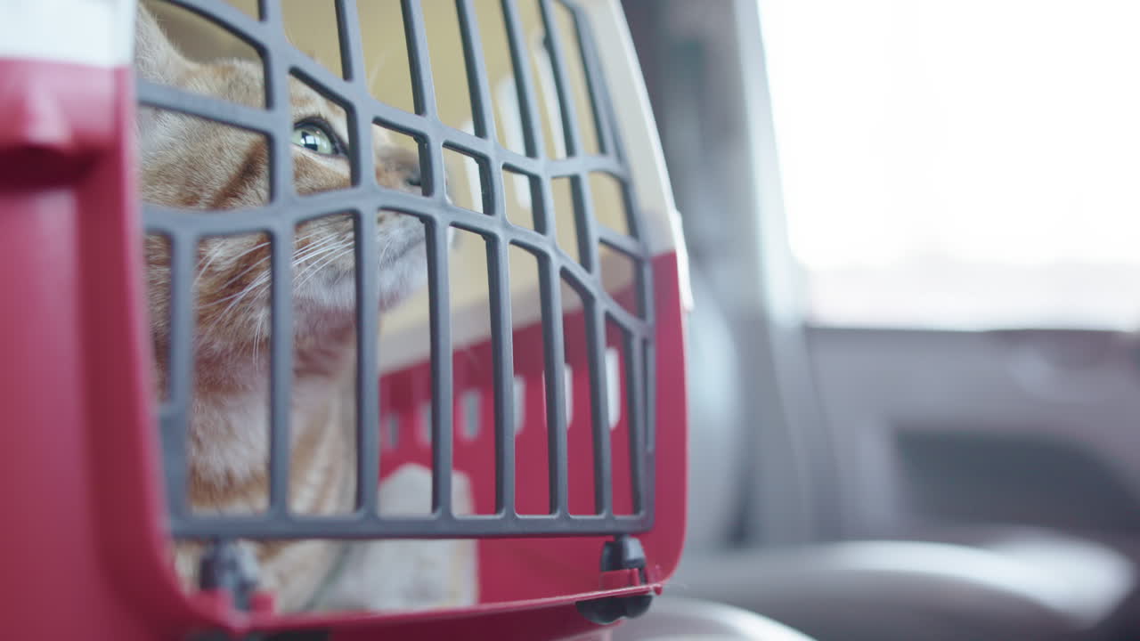 Bengal cat sits in red carrier on car seat on the way to veterinary visit