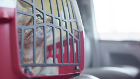 bengal cat sits in red carrier on car seat on the way to veterinary visit