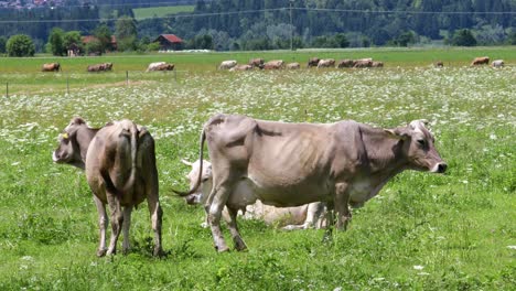 cow pasture on the alps