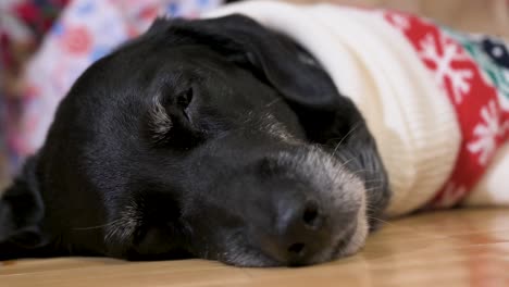 Eine-Eng-Fokussierte-Ansicht-Eines-Schläfrigen-Schwarzen-älteren-Labrador-Hundes,-Der-Auf-Dem-Boden-Liegt