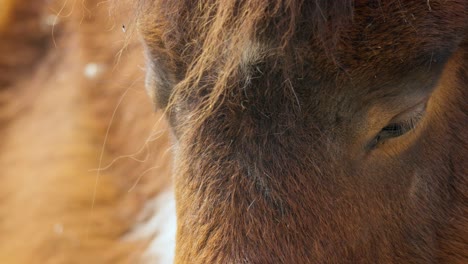 Müde-Augen-Des-Shetlandpony-pferdes-Im-Seoul-Grand-Park-Zoo-In-Gwacheon,-Südkorea