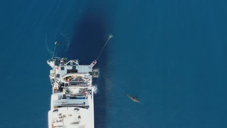 Aerial,-Drone-shot-of-Great-white-shark,-Carcharodon-carcharias,-trying-to-catch-a-piece-of-bait-at-Guadalupe-Island,-Mexico