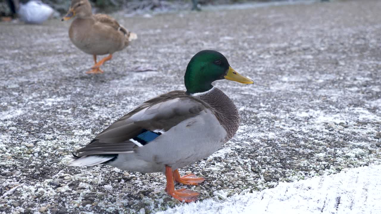 추운 겨울날 남성과 여성의 서리가 내린 땅에 서 있는 청둥오리를 닫습니다