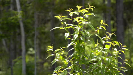 Small tree in the forest moving with the wind