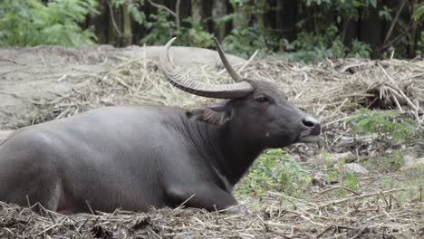 Un-Búfalo-De-Agua-Asiático-Domesticado-Relajado-Acostado-En-Un-Terraplén-De-Una-Granja-Rural-Con-La-Cabeza-En-El-Aire-Y-Las-Orejas-Moviéndose