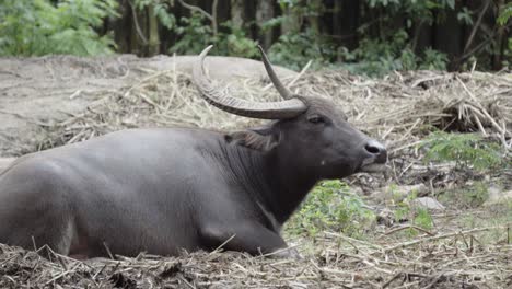 un búfalo de agua asiático domesticado relajado acostado en un terraplén de una granja rural con la cabeza en el aire y las orejas moviéndose