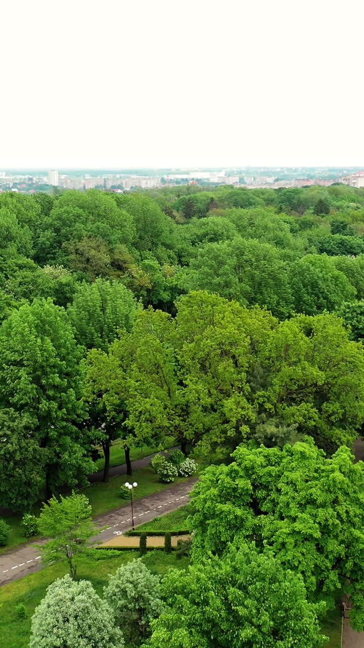 Flying over the top of trees in the park. Panoramic view of beautiful green trees with neat roads in summer at daytime. Vertical video