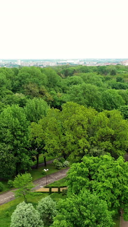 flying over the top of trees in the park. panoramic view of beautiful green trees with neat roads in summer at daytime. vertical video